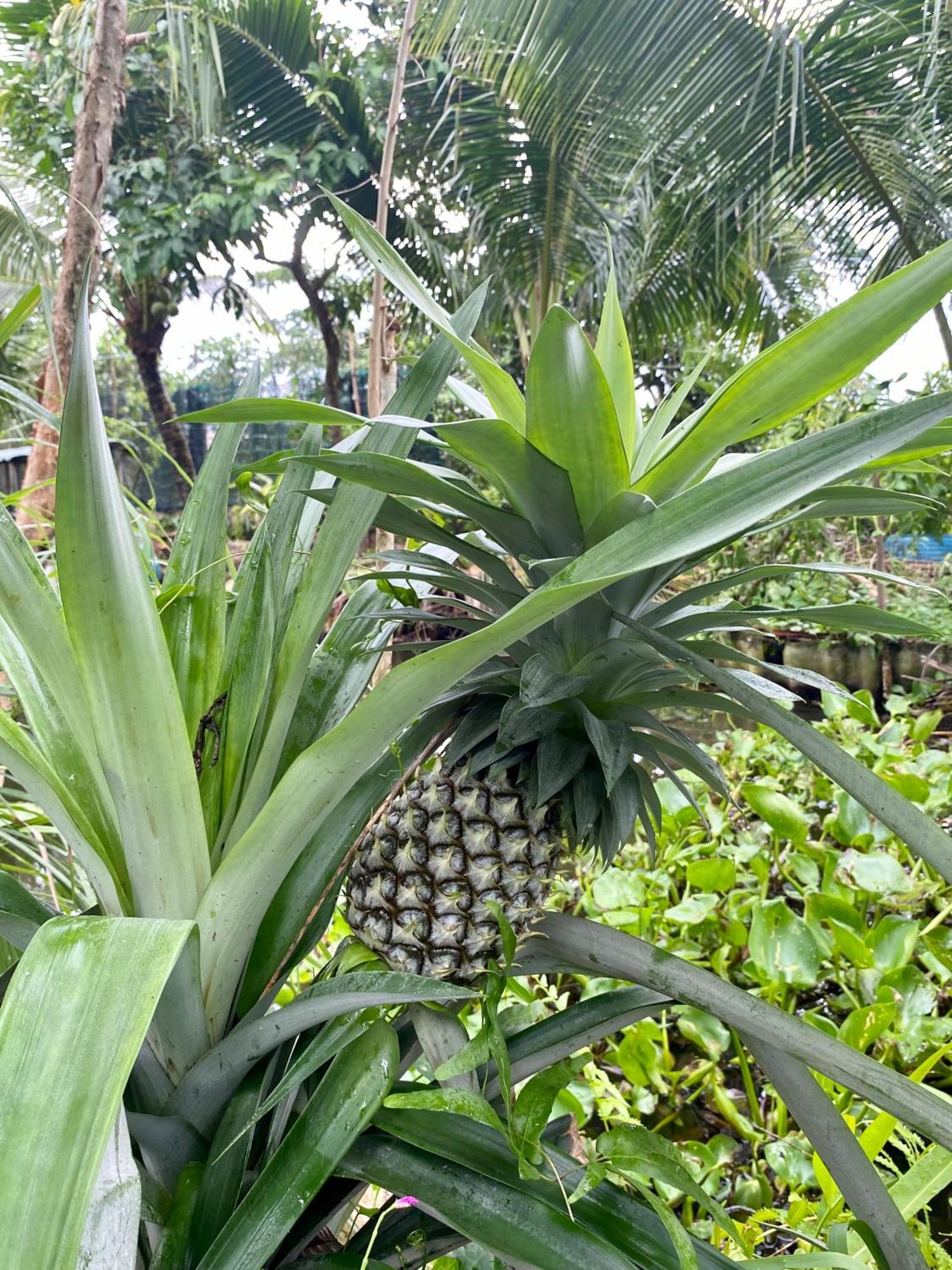 Go Chanh Homestay Cai Rang Esterno foto