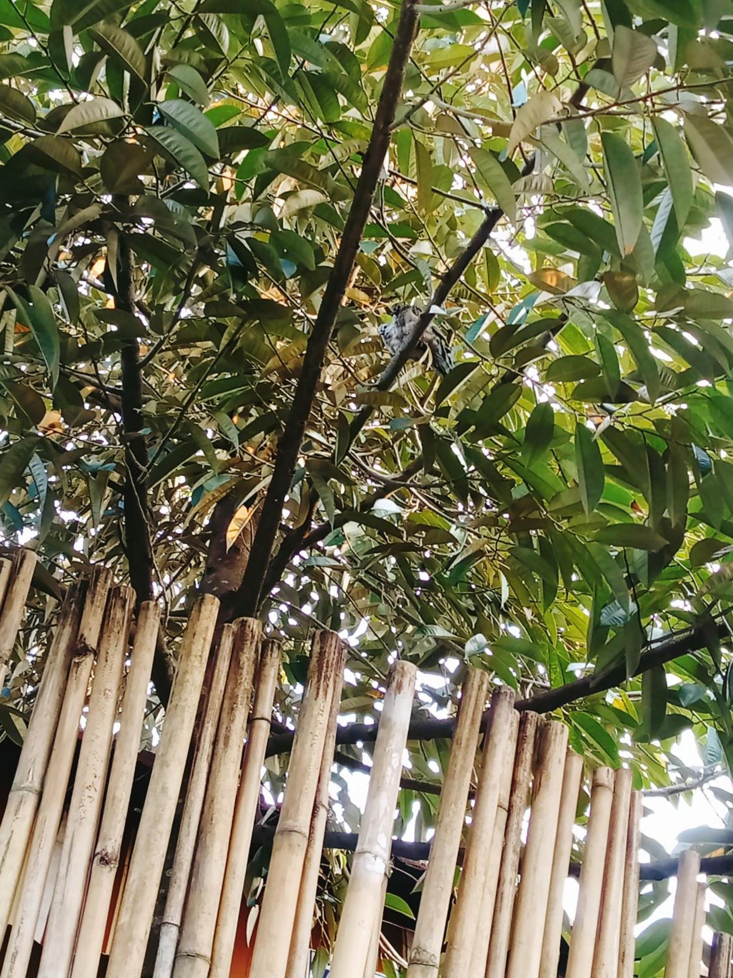 Go Chanh Homestay Cai Rang Esterno foto